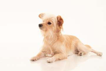 Long Haired Chihuahua Dog Photography