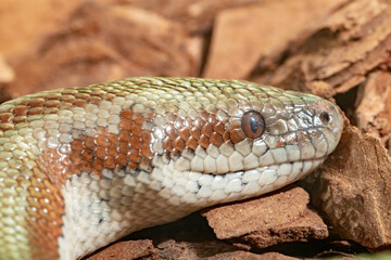 California Pink Boa constrictor. Lichanura trivirgata. Close-up.