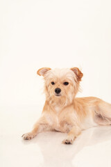 Long Haired Chihuahua Dog Photography