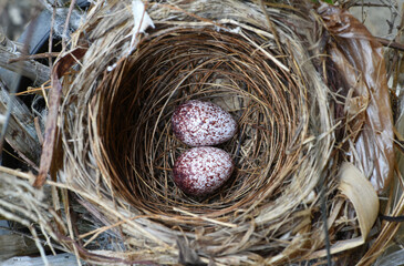 bird's nest  with two eggs inside . bird 's nest .  the eggs of streak eared bulbul bird  in nest . 