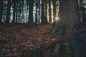 Forest Path with Light. Forest path with sunlight shining through trees, ideal for backgrounds, nature themes, serene themes.

