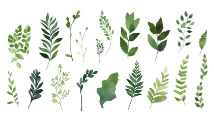  A Branch, Limb, Leaf, Leaves, of Grenn Tropical Tree (Fern, Eucalyptas, Herbs and Others Foliage) in Set of Watercolor Vector Style