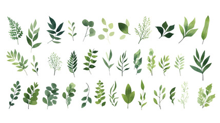  A Branch, Limb, Leaf, Leaves, of Grenn Tropical Tree (Fern, Eucalyptas, Herbs and Others Foliage) in Set of Watercolor Vector Style