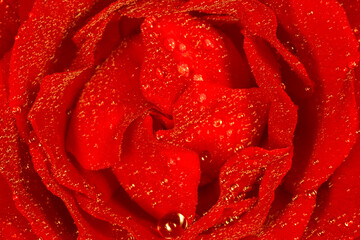 close up of red rose covered with dew drops
