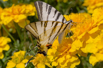 swallowtail butterfly sitting on yellow marigold flower