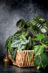 Various Alocasia plants