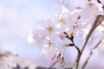 Japanese Cherry Blossoms, close-up 桜の花のクローズアップ ソメイヨシノ
