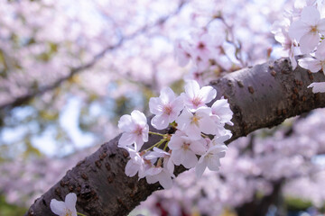 Japanese Cherry Blossoms, close-up 桜の花のクローズアップ ソメイヨシノ