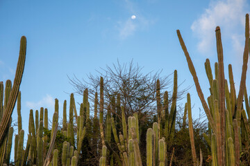 grass in the sky