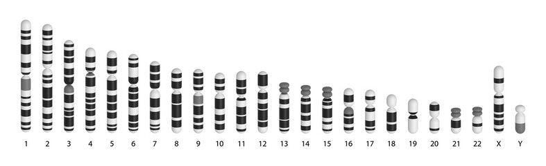 Human chromosomes ideogram - obrazy, fototapety, plakaty