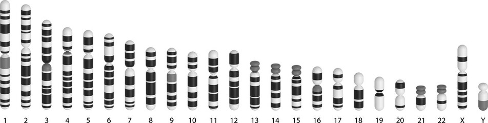 Human chromosomes ideogram
