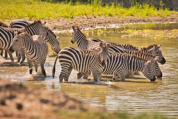 Zebras am Wasserloch