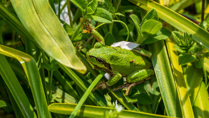 アマガエル　春　冬眠明け　生き物