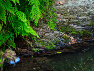rock and fern near a stream in the mountains in summer