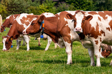 Naklejka na ściany i meble Holstein Friesian cow cattle grazing on farmlandin Holland.