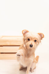 Long Haired Chihuahua Dog Photography