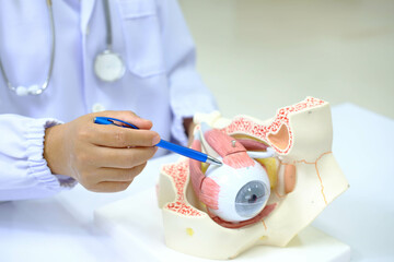 Focus of hand. Ophthalmologis teaching in the shcool of nursing with a muman eye anatomy model....