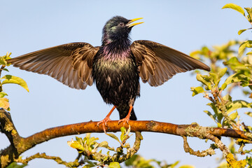 Europäischer Star (Sturnus vulgaris), singendes Männchen, das dabei mit den Flügeln schlägt