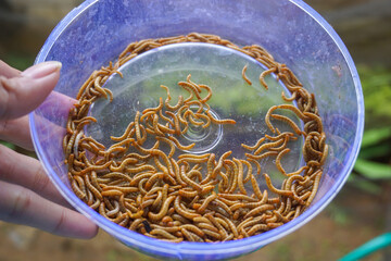 heaps of caterpillars for birds and fish