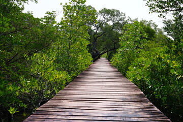 Obraz premium wooden bridge in the forest