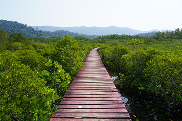 Obraz premium wooden bridge in the forest