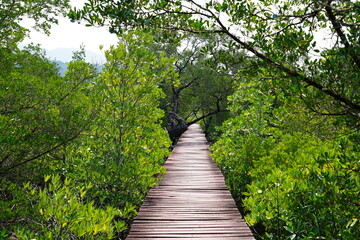 Fototapeta premium wooden bridge in the forest