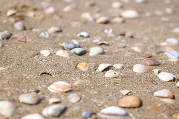Fototapeta na wymiar Seashells on the beach, Seashells in sand, sea, ocean, holidays in Netherlands
