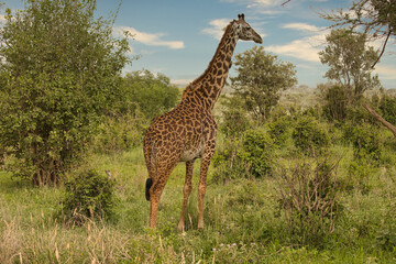 Giraffe in freier Wildbahn