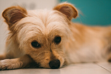 Long Haired Chihuahua Dog Photography