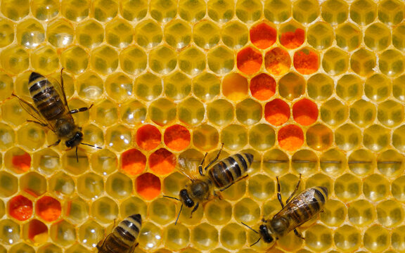 Flower pollen is placed in wax combs. 
The pollen is used as food for developing bees and also in alternative medicine. Original background. 
