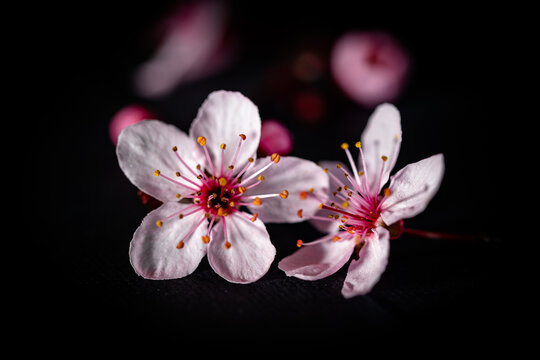 fioritura fiori di ciliegio su sfondo nero