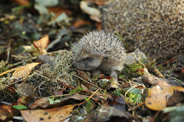 Photograph of a young hedgehog 