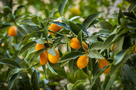 Exotic fortunella margarita fruits growing on tree branches