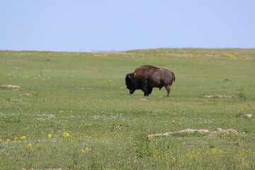 Grassland Bison / Buffalo in South Dakota with blue sky 