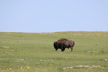 Grassland Bison / Buffalo in South Dakota with blue sky 