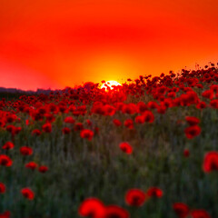 Fototapeta na wymiar Beautiful meadow with the poppy flowers at sunset, Poland.