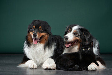 two dogs and a cat together on a green background. Family of pets in the studio. Australian Shepherd and black cat