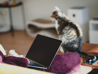 aptop computer screen, cat, morning