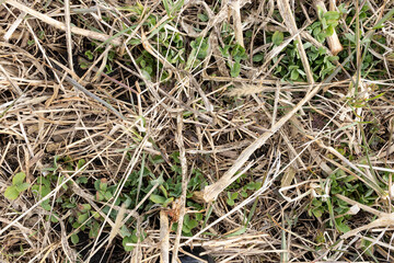 Clover cover crop growing in the spring among other cover crops killed by the winter weather.