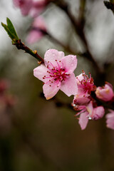 Weinbergspfirsischbl&uuml;ten im Regen