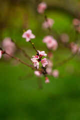 Weinbergspfirsischbl&uuml;ten im Regen