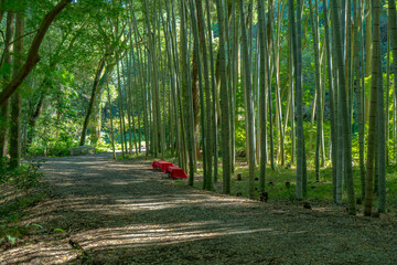 竹林と赤いベンチ