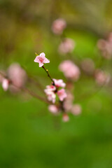 Weinbergspfirsischbl&uuml;ten im Regen