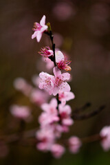 Weinbergspfirsischbl&uuml;ten im Regen
