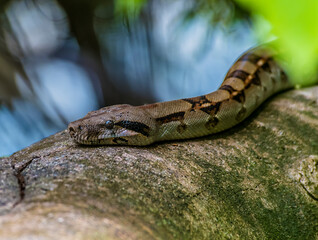Naklejka premium A close up view of the head of a Boa Constrictor on a tree beside the Tortuguero River in Costa Rica during the dry season