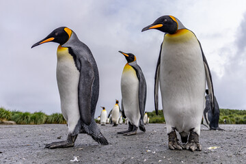 Fototapeta premium Gruppe von 3 Königspinguinen (APTENODYTES PATAGONICUS) auf Süd Georgien