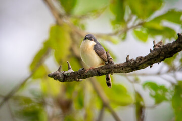 Obraz premium female cardinal on a branch