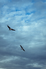 Obraz premium A Marabou stork flying in Uganda Africa