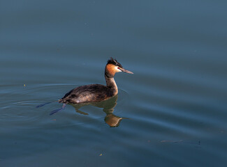 Great crested grebe swimming in lake garda at Sirmione, Italy