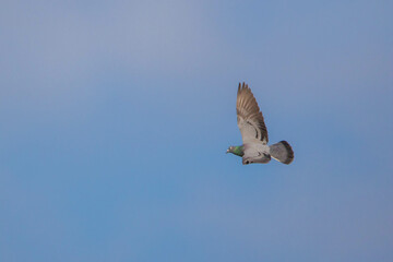 bird in flight